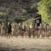 IS-Somalia terrorist suspects apprehended at Bosaso Airport