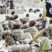 Al-Shabab Somalia CCTV