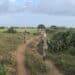 Ali Mahdi Farm Mogadishu Somalia, SNA patrolling after Al-Shabab incursion