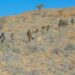 Puntland Somalia ISIS ops